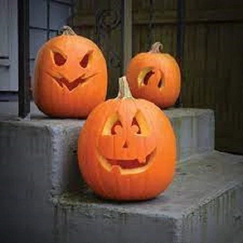 Premium Jack O' Lantern Pumpkin Seeds - Heirloom Cucurbita pepo for Carving & Fall Decor, Large Vibrant Orange Pumpkins