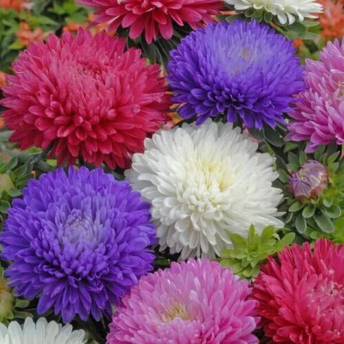 Ostrich Feather Aster Seeds Mix | Aster novae-angliae Flower Seeds | Colorful Blooms | Free Shipping