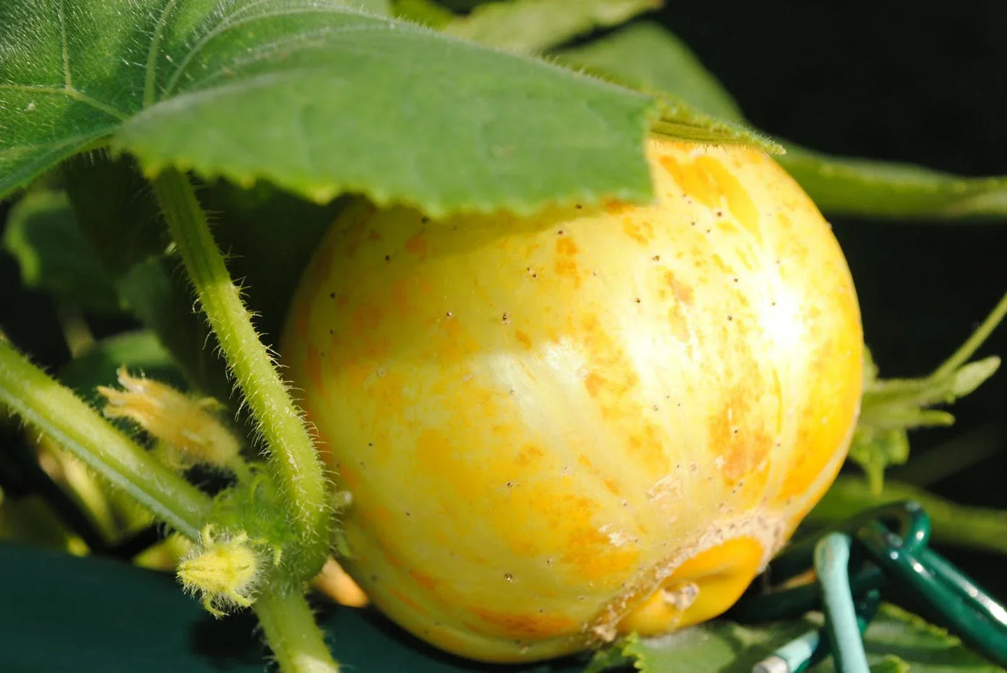 Lemon Cucumber Seeds - Heirloom Cucumis sativus for Home Gardens