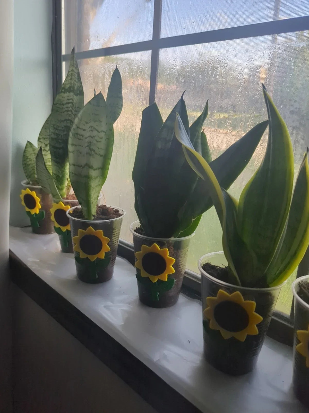Snake Plant Cutting - Rooted Sansevieria trifasciata - Mother-In-Law Tongue Live Indoor Plant