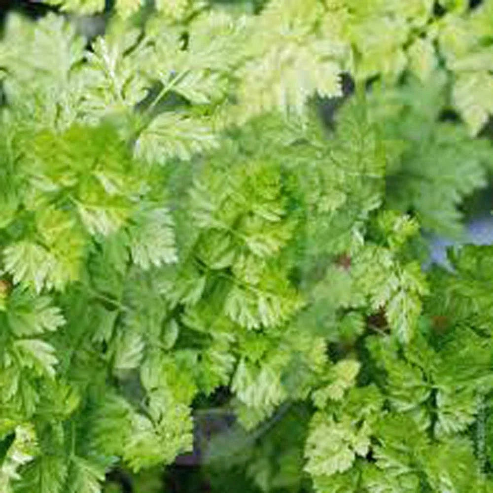 Chervil Seeds - Heirloom Non-GMO Anthriscus cerefolium - 200+ Seeds for Culinary Herb Gardening