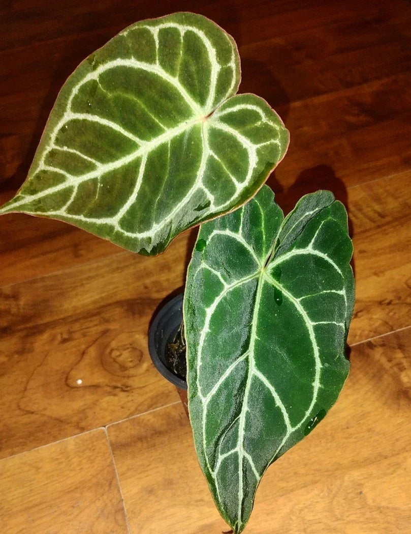 Anthurium Crystallinum Plant | Medium Indoor Houseplant | Heart-Shaped Leaves with White Veins | Tropical Botanical