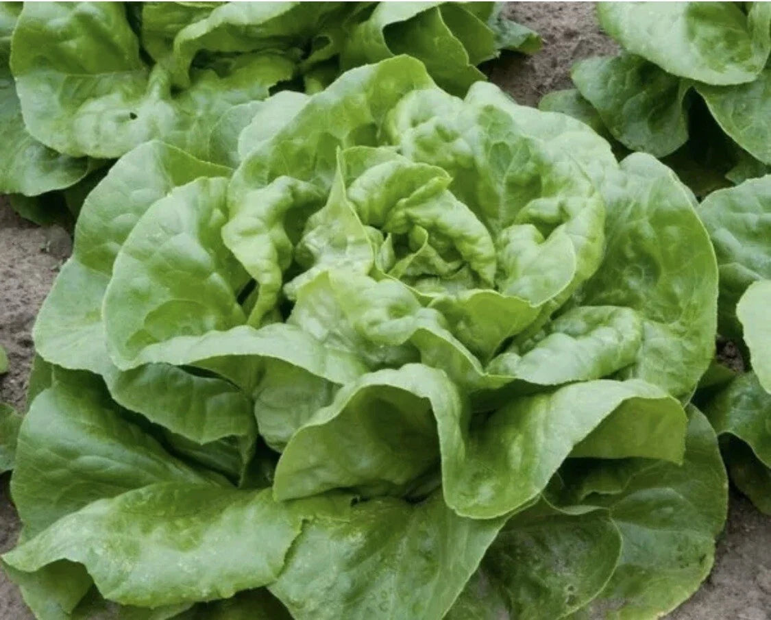 Buttercrunch Lettuce Seeds - Organic Non-GMO Edible Salad Seeds - Lactuca sativa - Perfect for Home Gardening and Container Planting