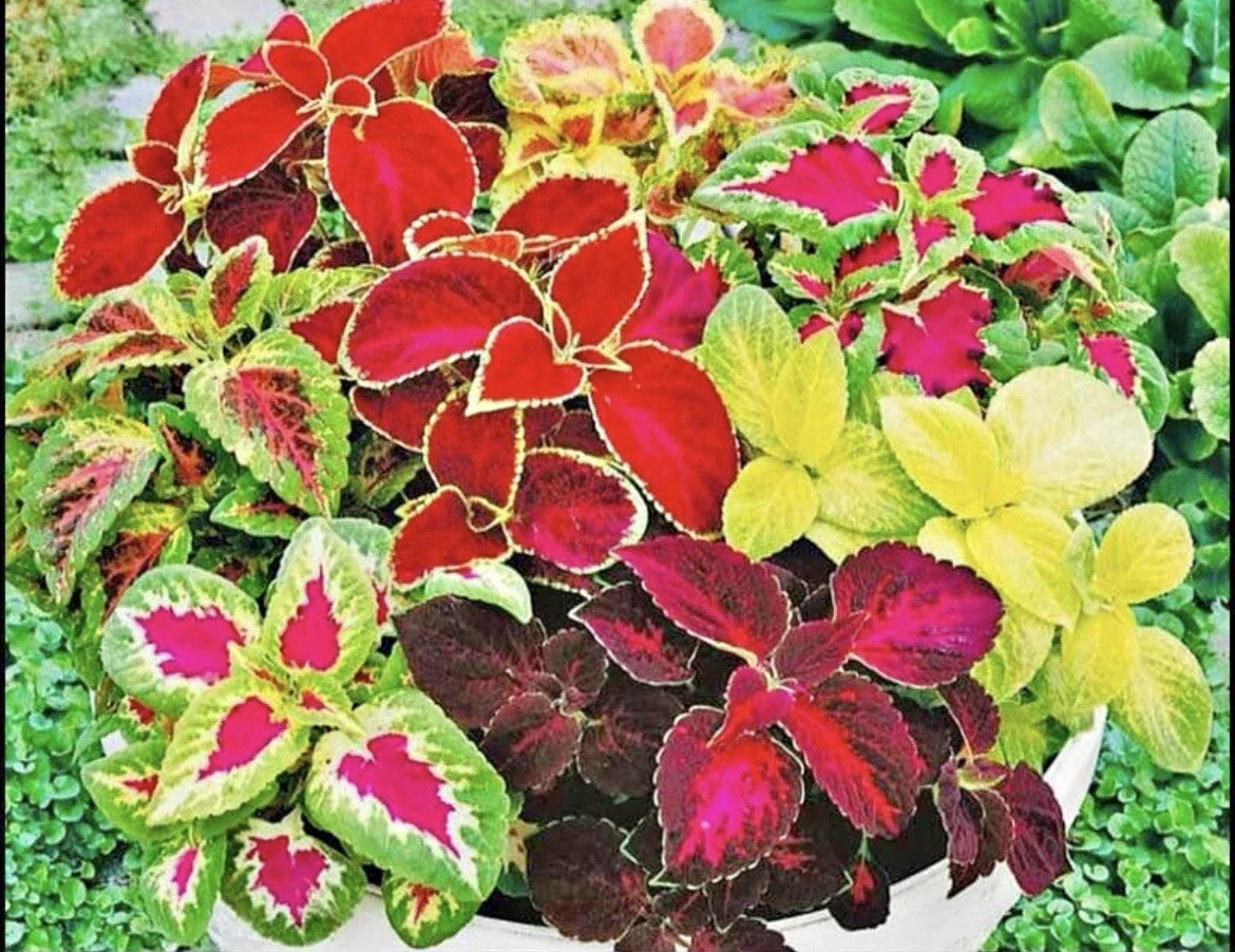 Coleus Seeds - 200 Count Rainbow Mix - Colorful Foliage Annual Plants
