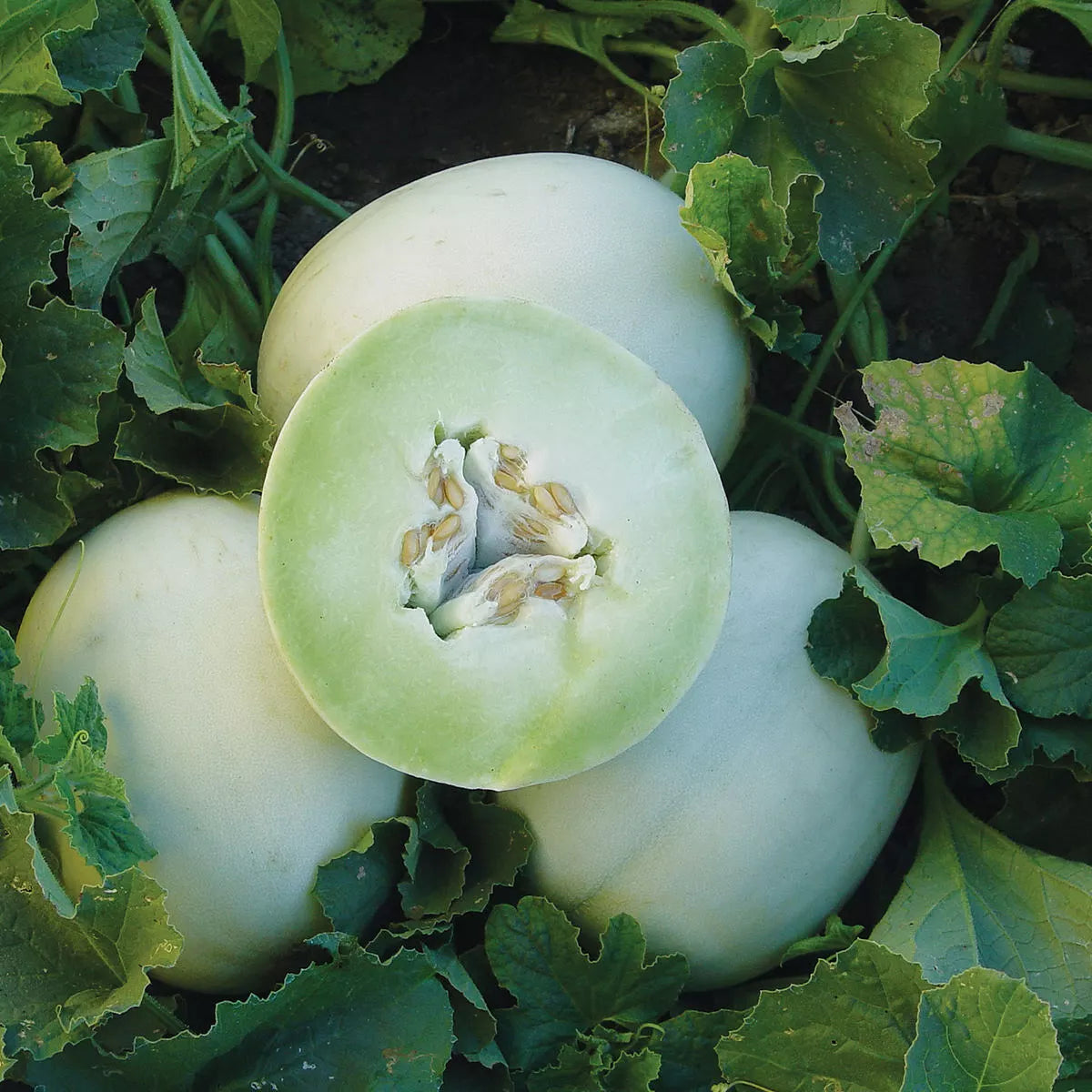 Honey Dew Cantaloupe Seeds - 50+ Non-GMO Green Flesh Melon Cucumis melo