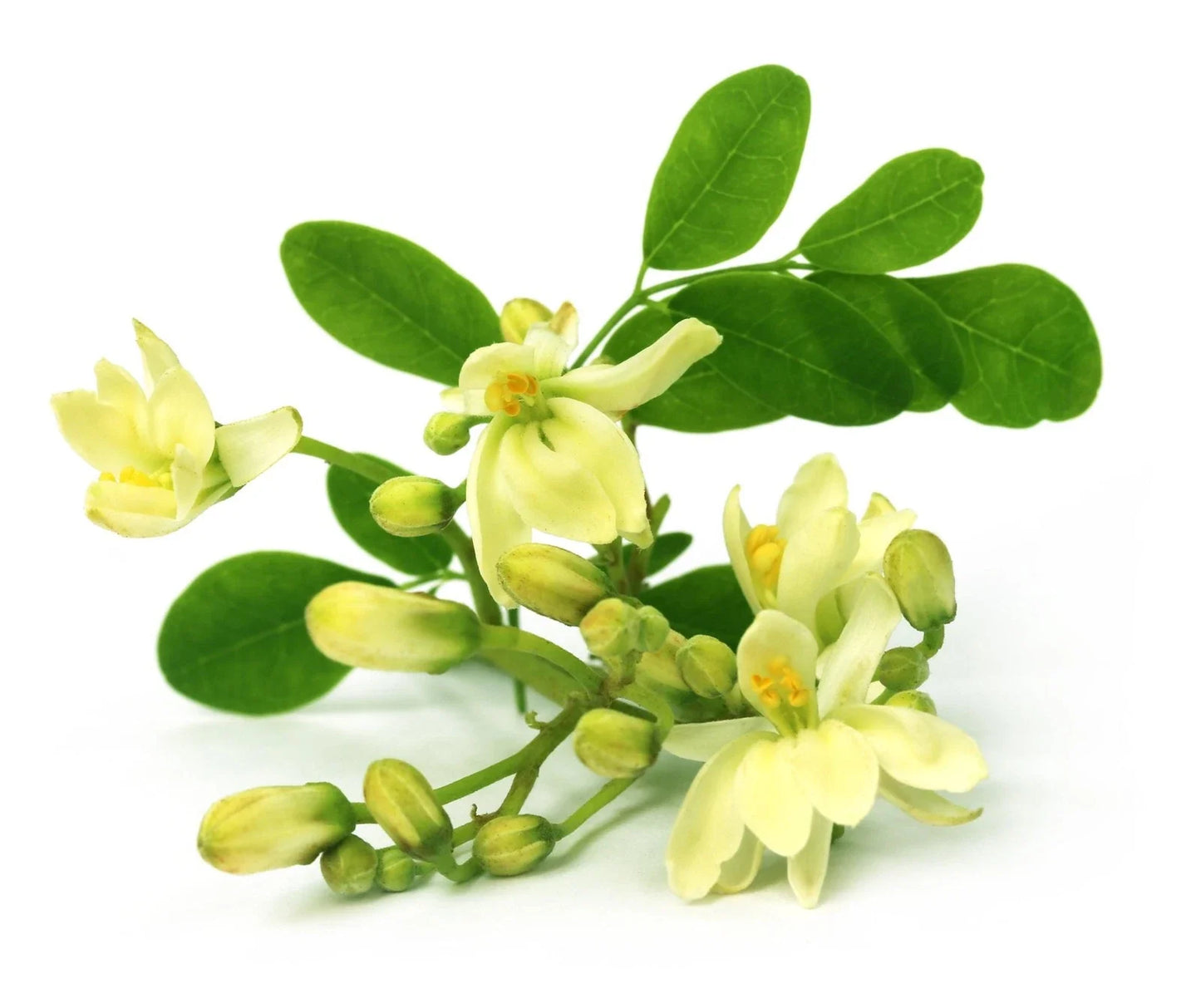 Moringa Seeds Non-GMO Edible Perennial Tree Moringa oleifera Pack of 10 Seeds
