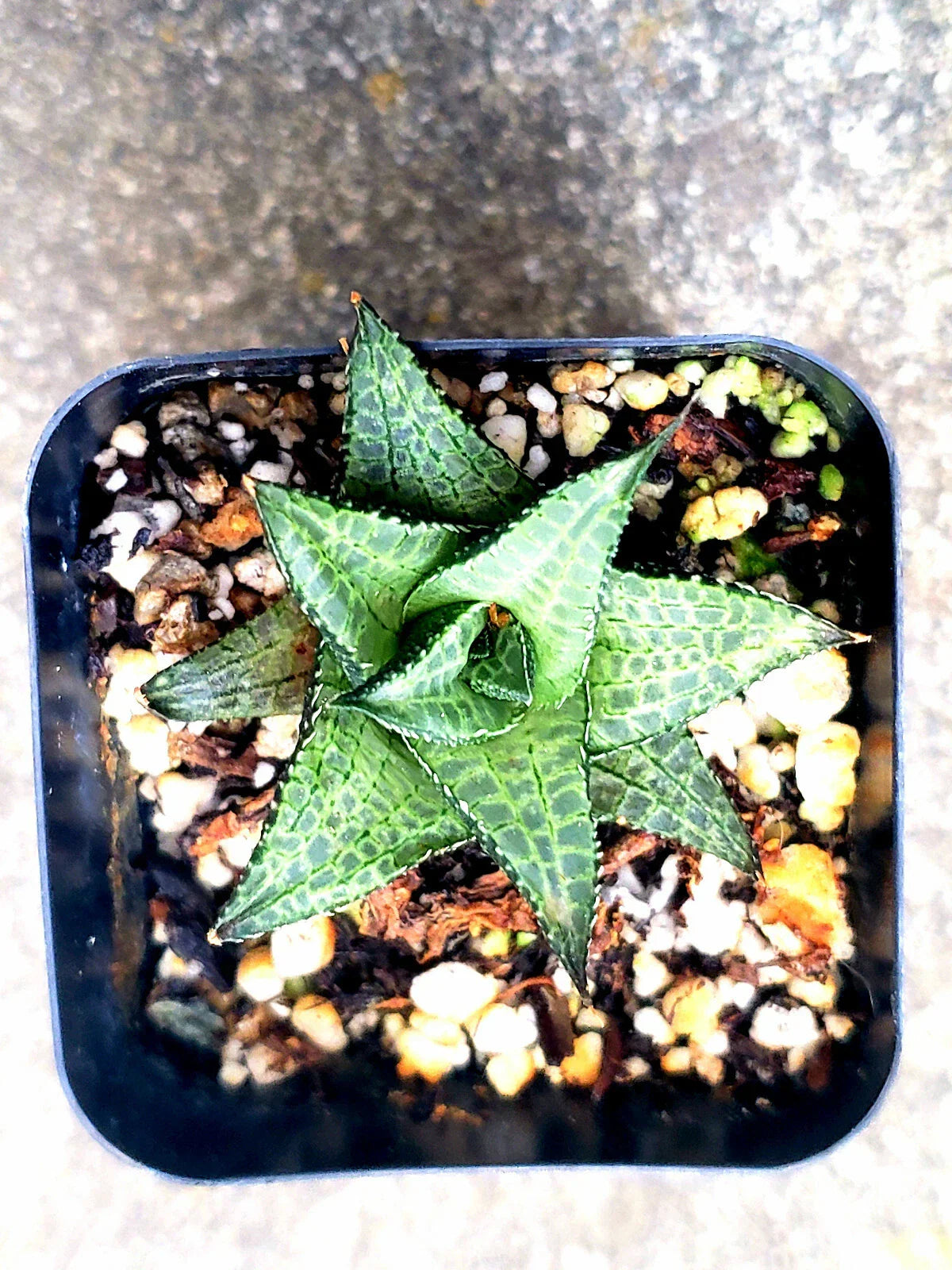 Haworthia Venosa Spp Tesselata 2" Diameter Potted Plant - Rare Succulent Indoor Plant
