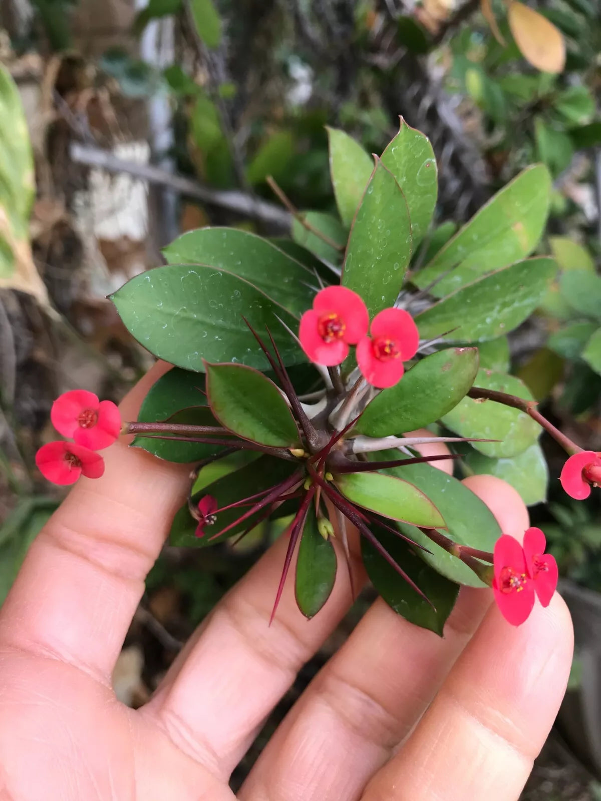 Tiny Red Cutting Euphorbia Milii Crown of Thorns Succulent Cactus Indoor Plant