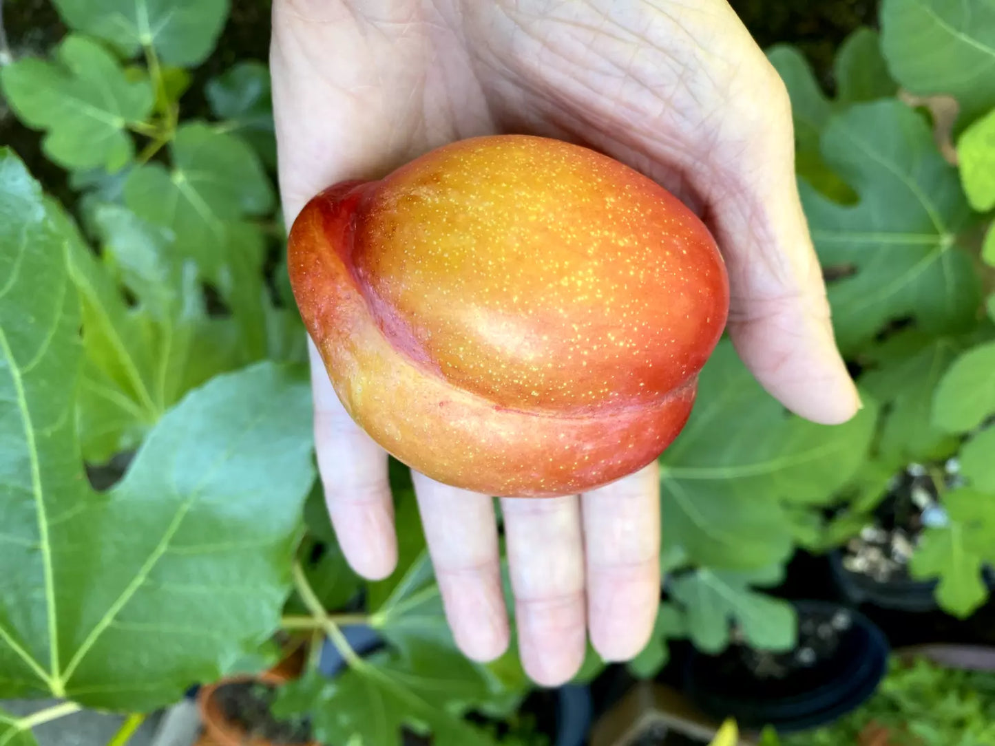 European Plum Cuttings - Large Fruit Variety for Edible Landscaping - Prunus domestica