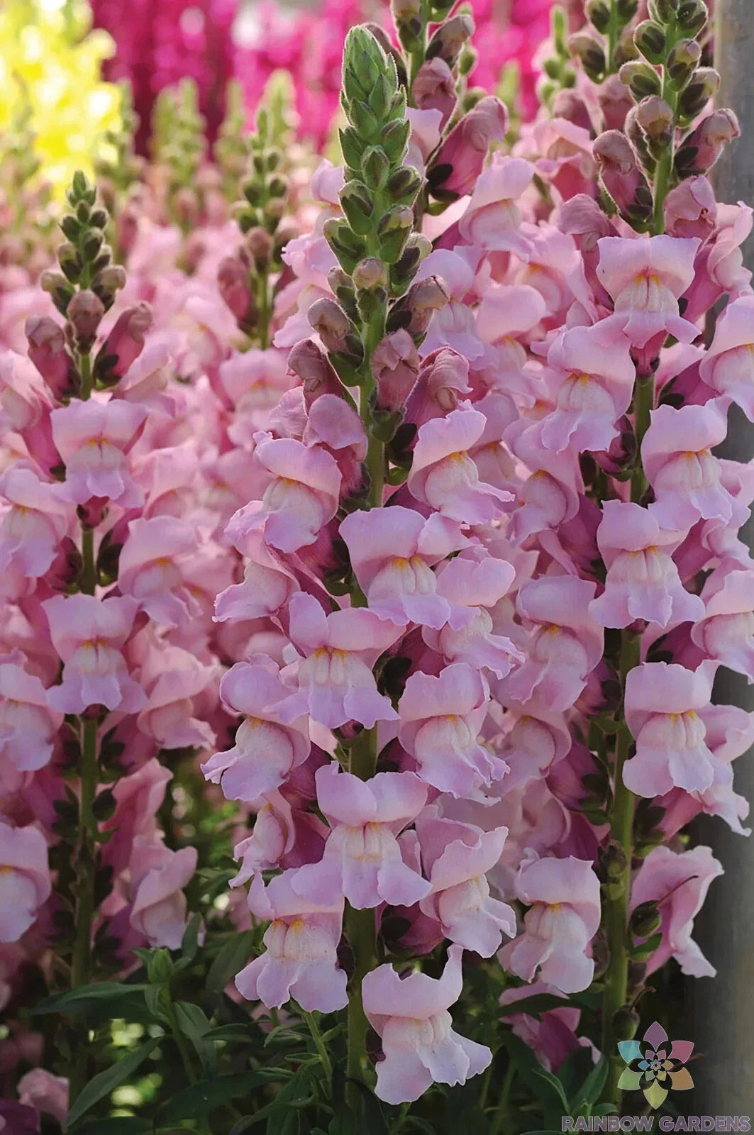 Potomac Lavender Snapdragon Seeds - 1000+ Antirrhinum majus for Garden, Full Sun, Vibrant Lavender Flowers, USA Grown