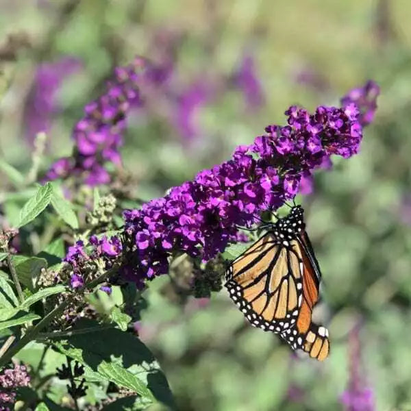 Buddleja Davidii Buzz Butterfly Bush Live Plant – Vibrant Flowering Shrub for Gardens, Attracts Pollinators