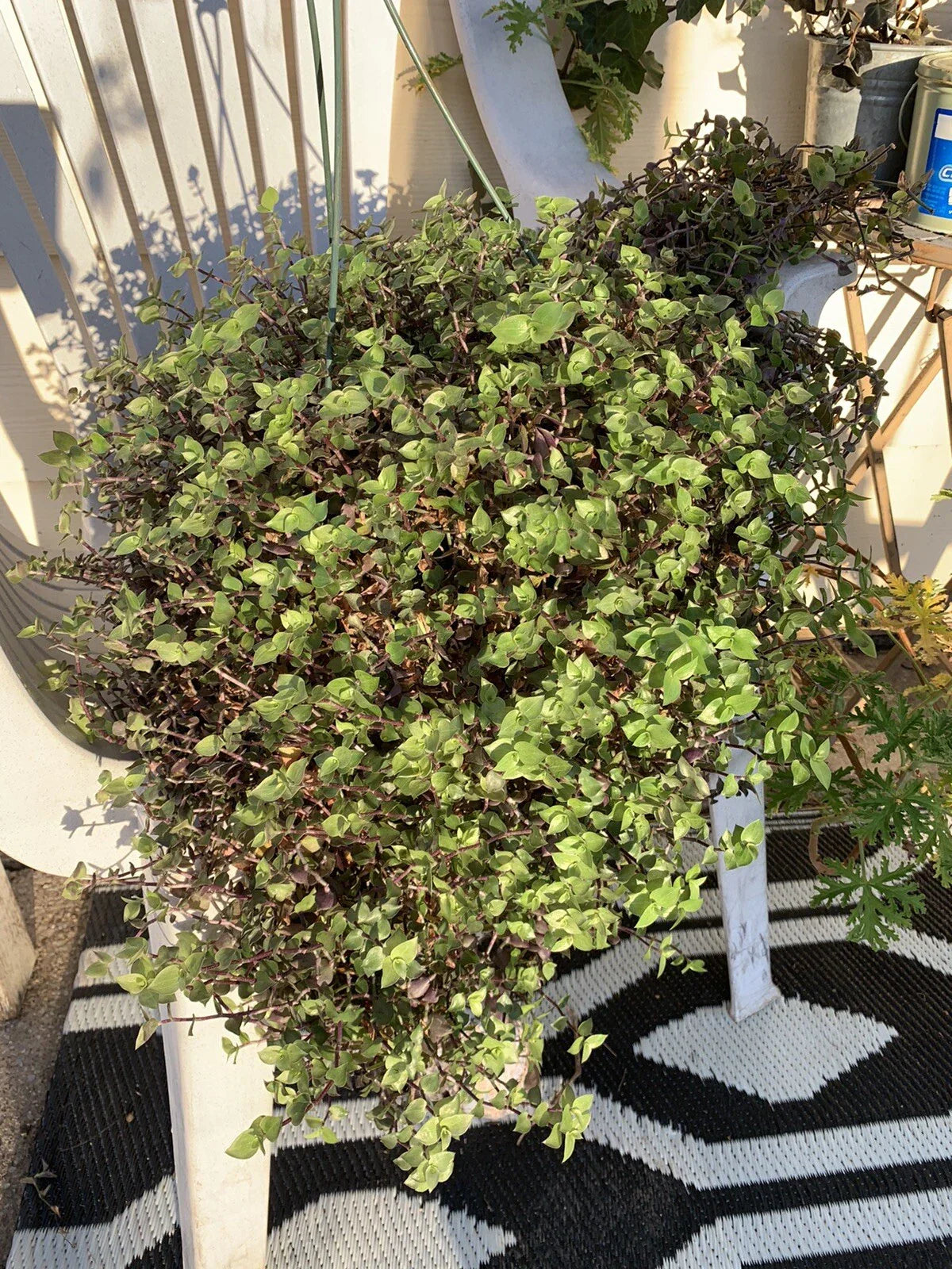 Dwarf Bolivian Wandering Jew Cuttings - 10 Tradescantia Repens Live Plant Cuttings