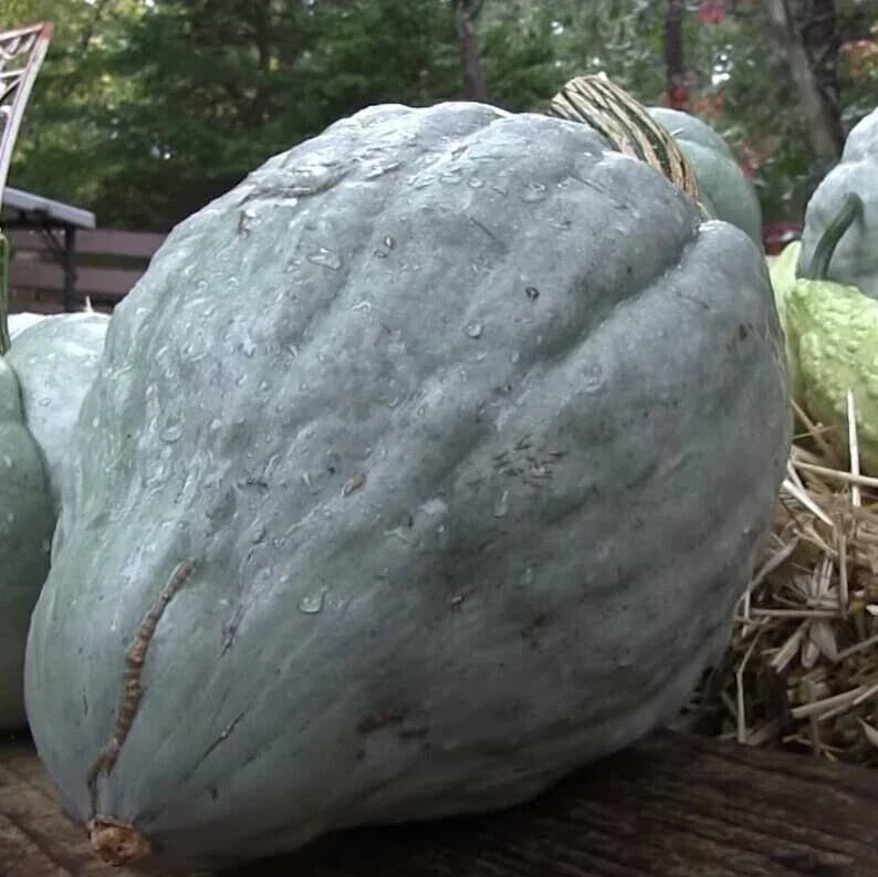 Giant Blue Hubbard Sweet Squash Seeds - Heirloom Cucurbita maxima - 20 Count