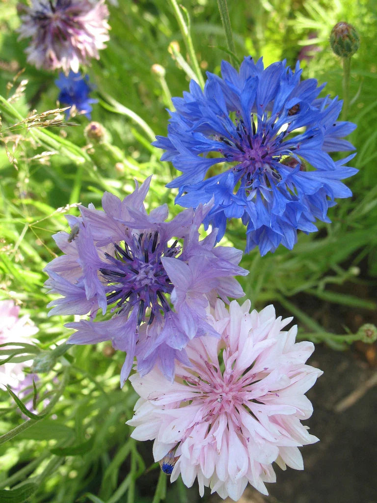 Bachelor Button Seeds Mix - 175 Seeds - Centaurea cyanus - GroCo USA