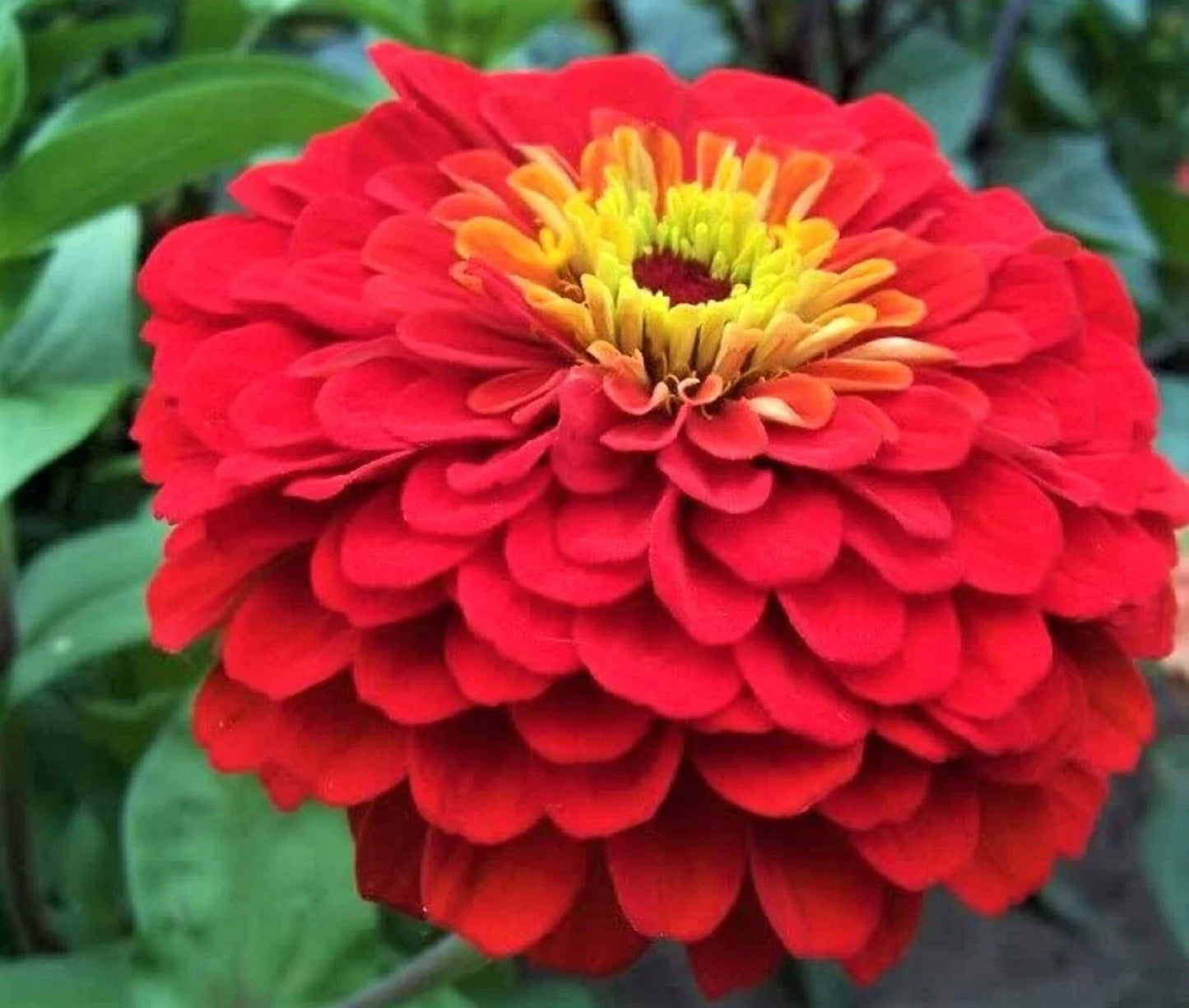 Cherry Queen Zinnia Seeds - Non-GMO, Bright Red Flowers, Zinnia elegans, Annual Flower Seeds, Butterfly Attracting, Easy to Grow