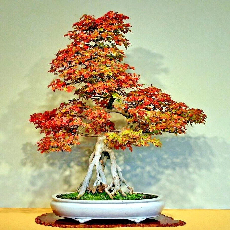 Trident Maple Tree Seeds 20 Pack Acer buergerianum for Bonsai and Fall Colors, Hardy Deciduous Tree Seeds