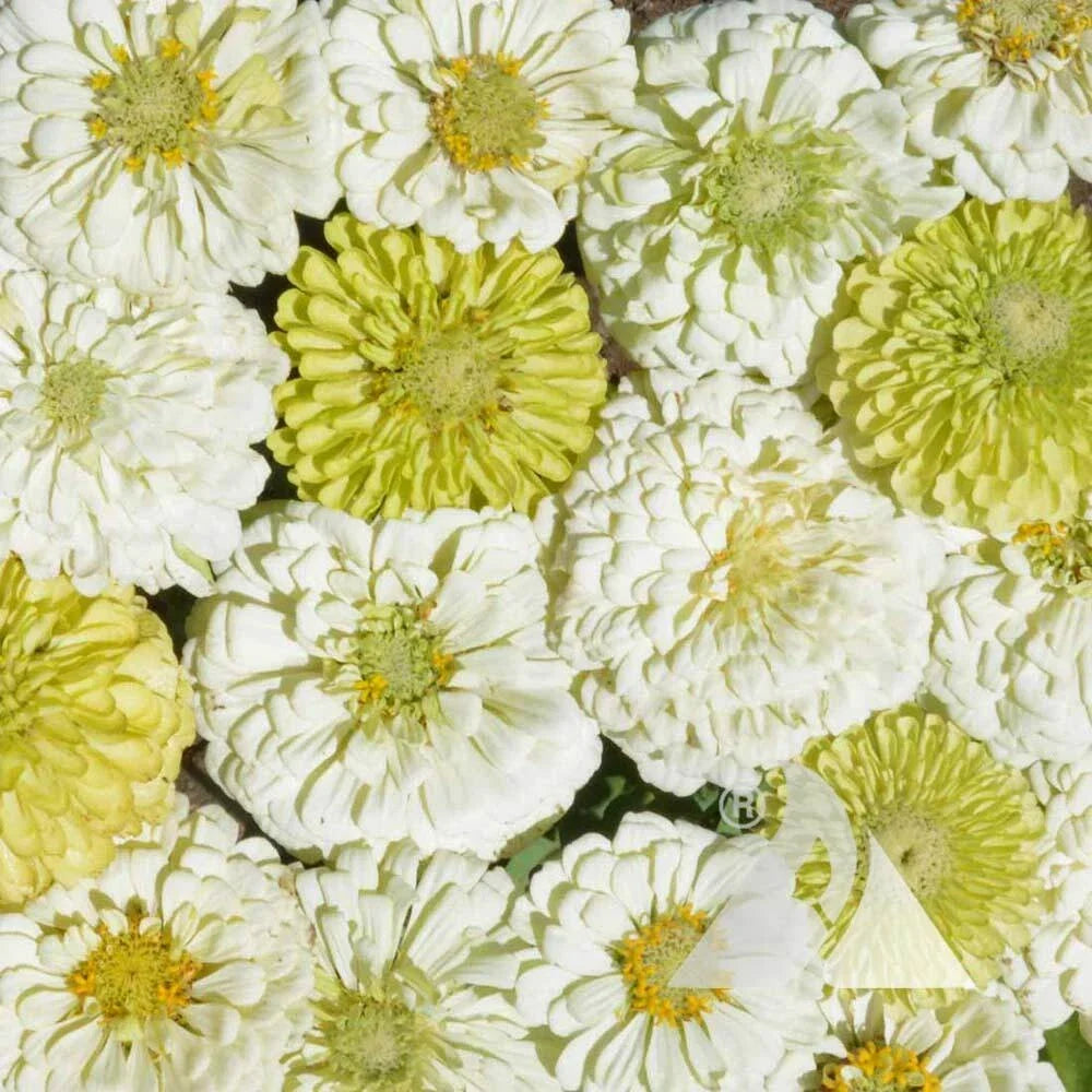 Zinnia Cut Flower Seeds Mix - Key Lime Pie Variety - Non-GMO, 200 Seeds for Pollinators & Butterflies