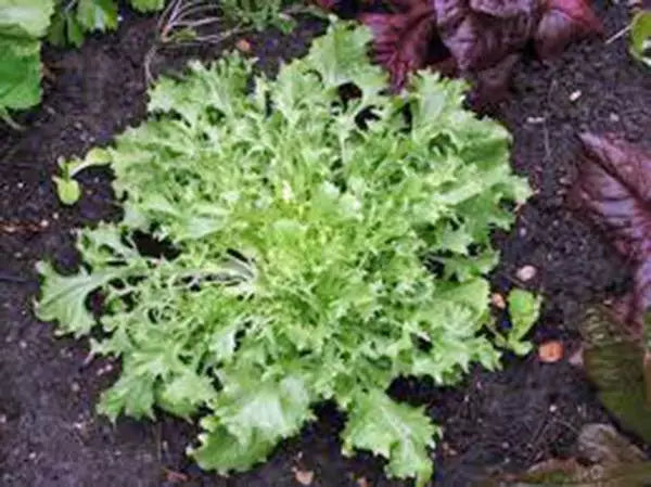 Endive Broadleaf Batavian Lettuce Seeds - 500 Non-GMO Heirloom Seeds