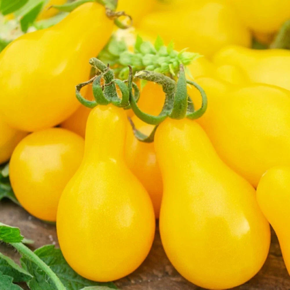 Yellow Pear Tomato Seeds | NON-GMO Heirloom Vegetable Seeds