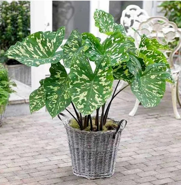 Elephant Ear Plant Starter – Small Rooted Alocasia ‘Hilo Beauty’ – Exotic Indoor/Outdoor Foliage Plant