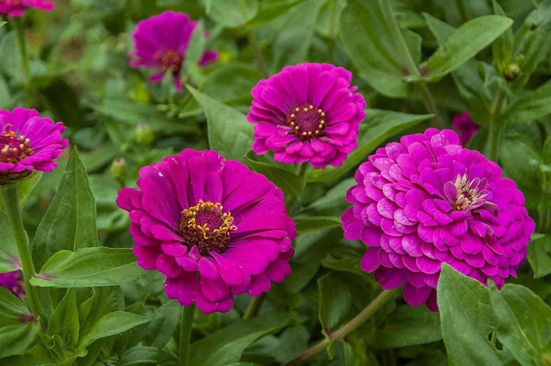 Purple Prince Zinnia Seeds - Non-GMO Zinnia elegans - Variety Packet Sizes