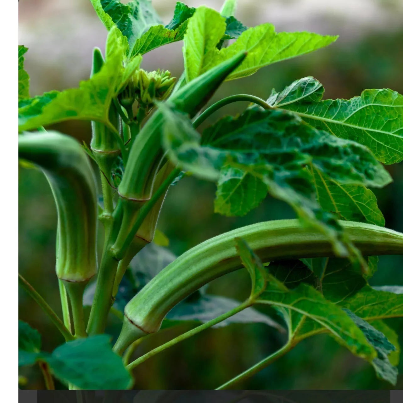 Cowhorn Okra Seeds - Heirloom Non-GMO Organic Seeds for Home Gardening, Abelmoschus esculentus, Bountiful Harvest