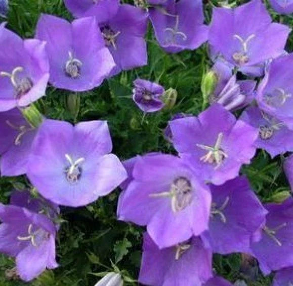Tussock Bellflower Seeds 200 Count - Campanula carpatica - Blue Bell-Shaped Flowers - Perennial Plant Seeds