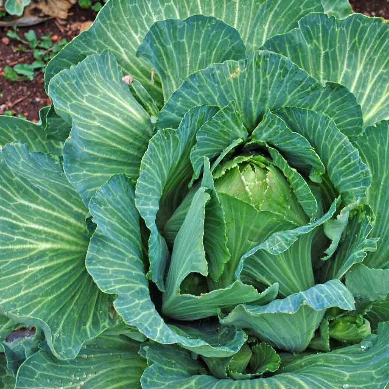 Heirloom Cabbage Seeds - Early Jersey Wakefield, Non-GMO, 800+ Seeds for Home Gardening, Compact Heads, Brassica oleracea
