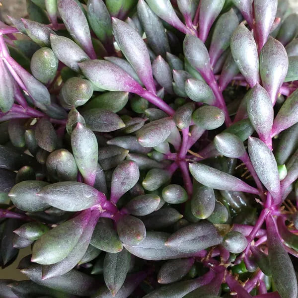 Othonna Capensis Ruby Necklace Hanging Succulent 4-Inch Plant, Rare Trailing Succulent for Indoor Outdoor Decor