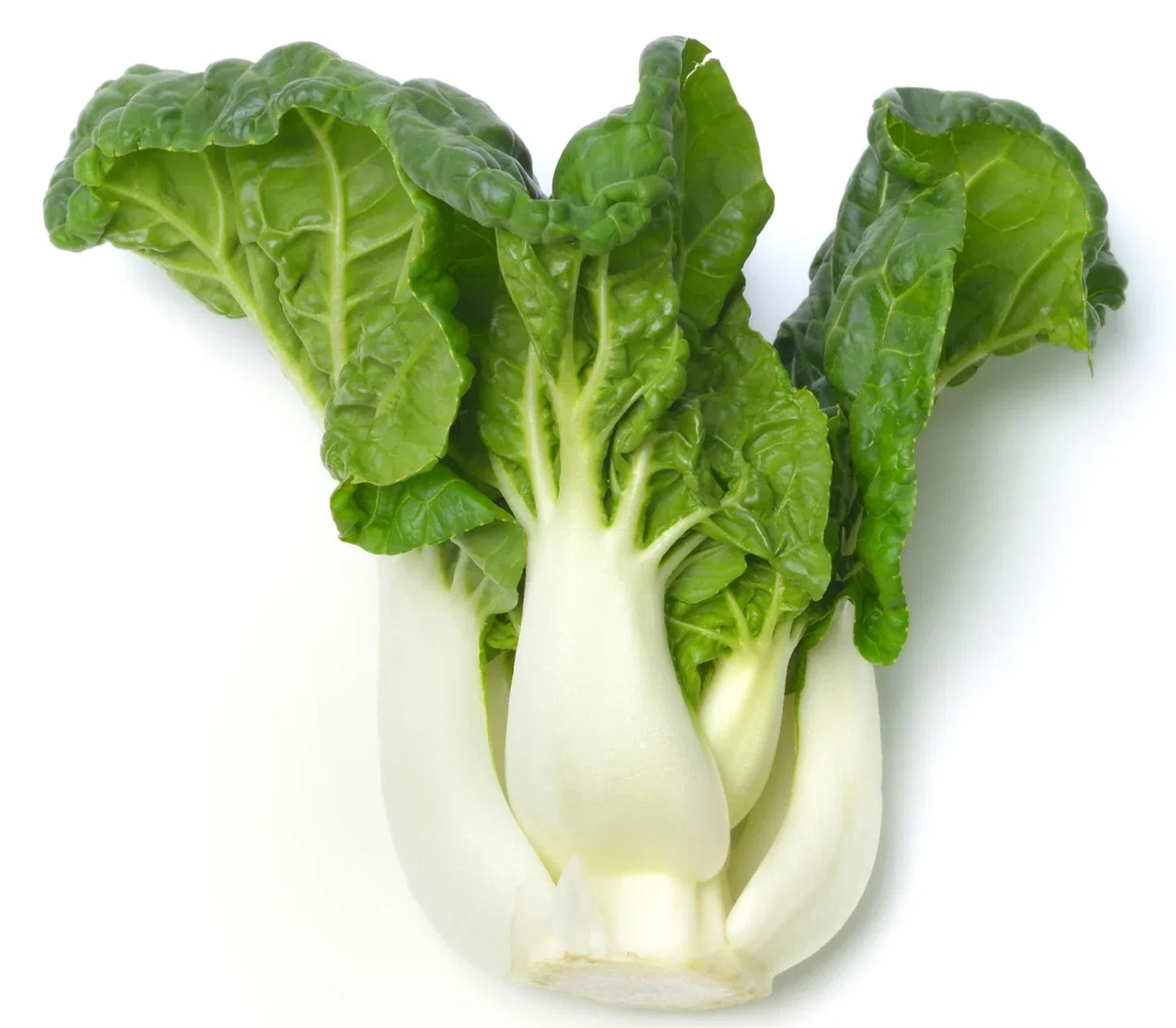 Pak Choi Seeds Canton White Stem Chinese Cabbage Brassica rapa | Fast Growing Vegetable Seeds for Gardens & Containers