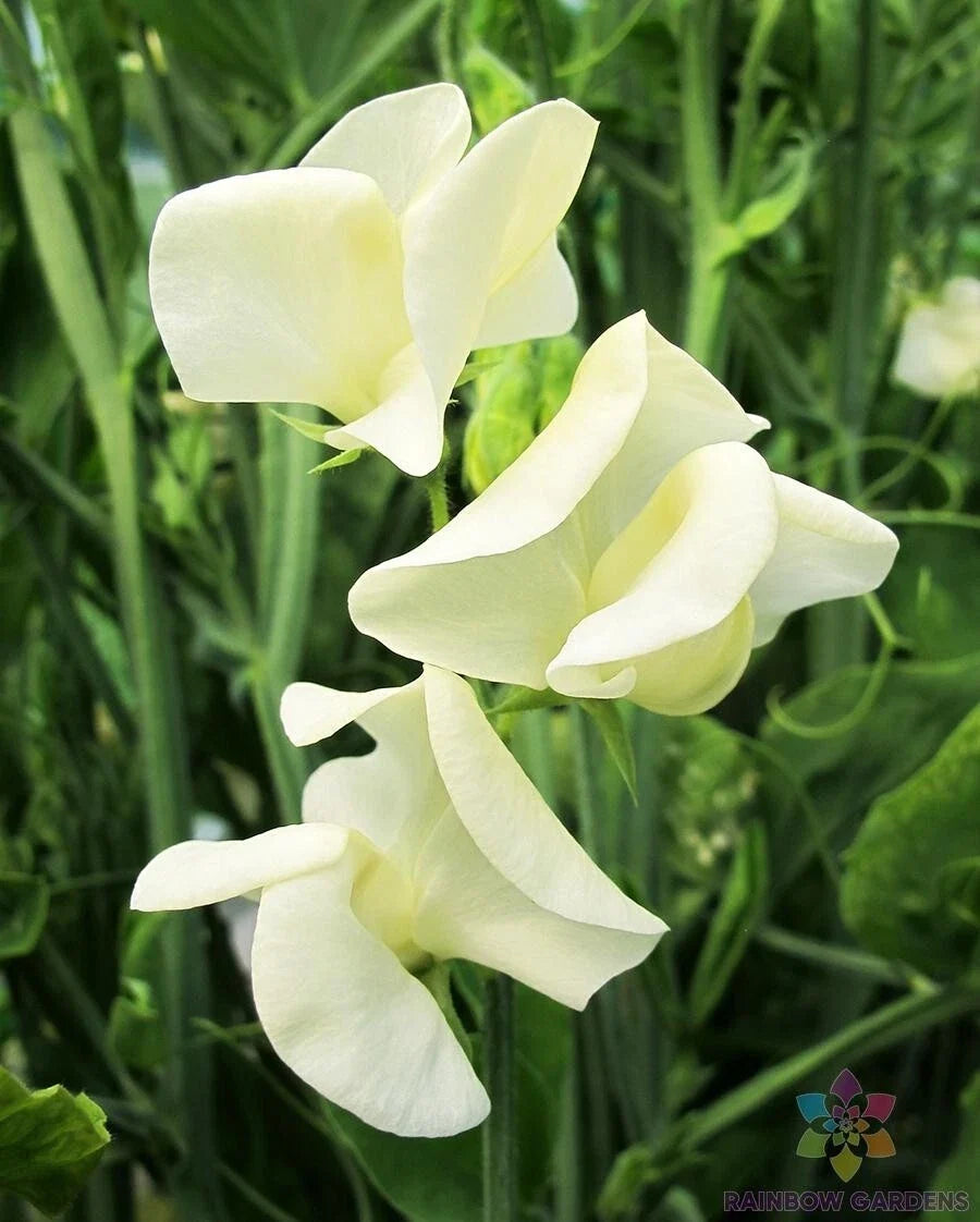 Mrs. Collier Sweet Pea Seeds - 50+ Pack - Climbing Vine, Fragrant Pink & White, Lathyrus odoratus, Garden Planting, USA