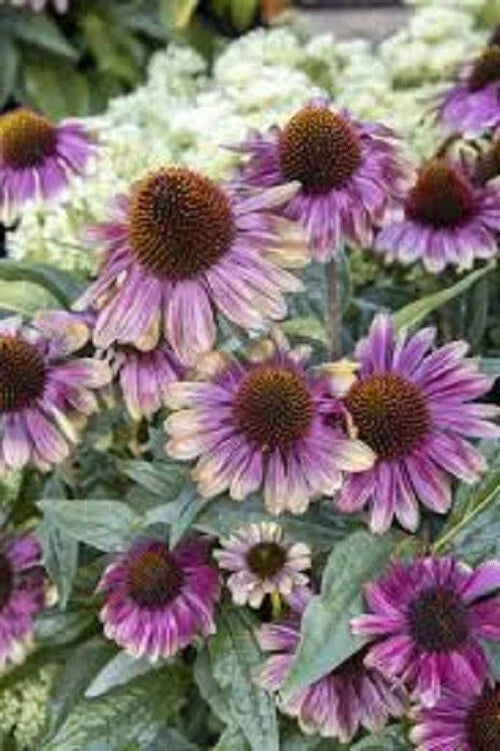 50 Coneflower Seeds - Sweet Sandia Echinacea purpurea Perennial Flowers for Pollinators, Drought-Tolerant Garden Seeds