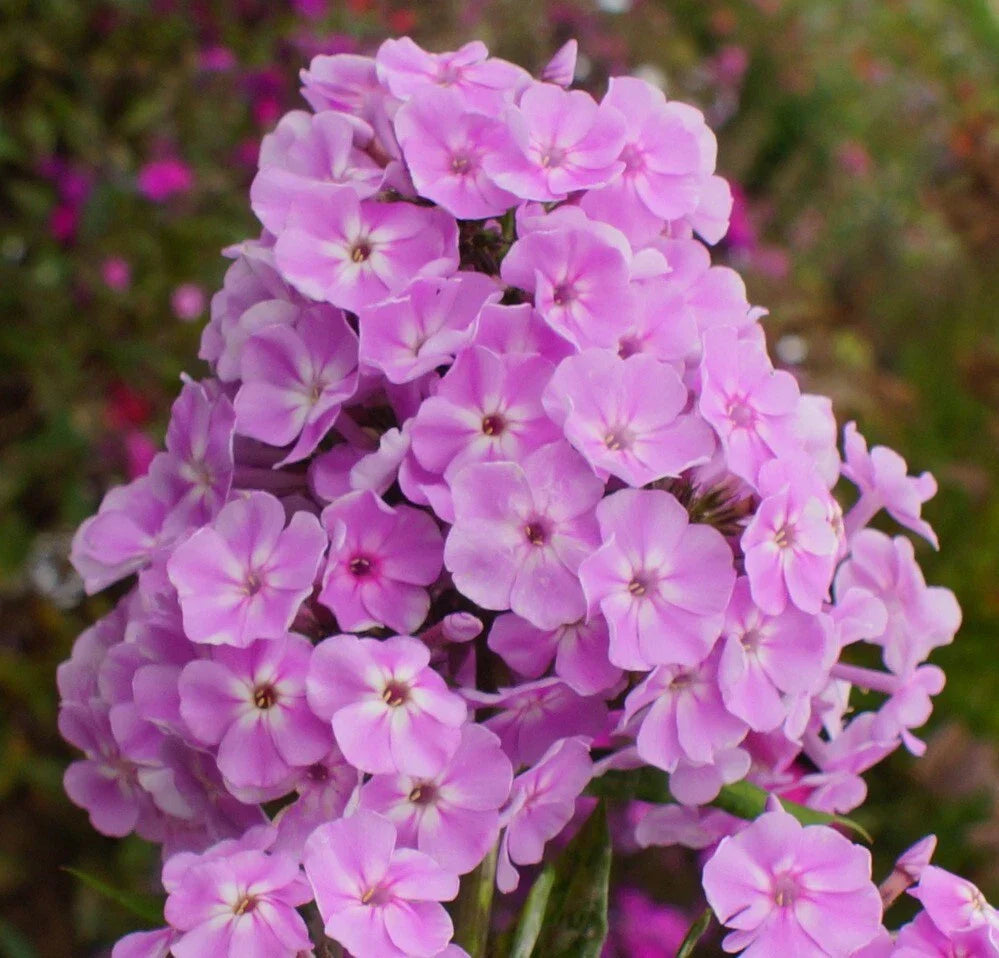 Visions Phlox Seeds - 100+ Count - Phlox paniculata - Colorful Perennial Flowers USA
