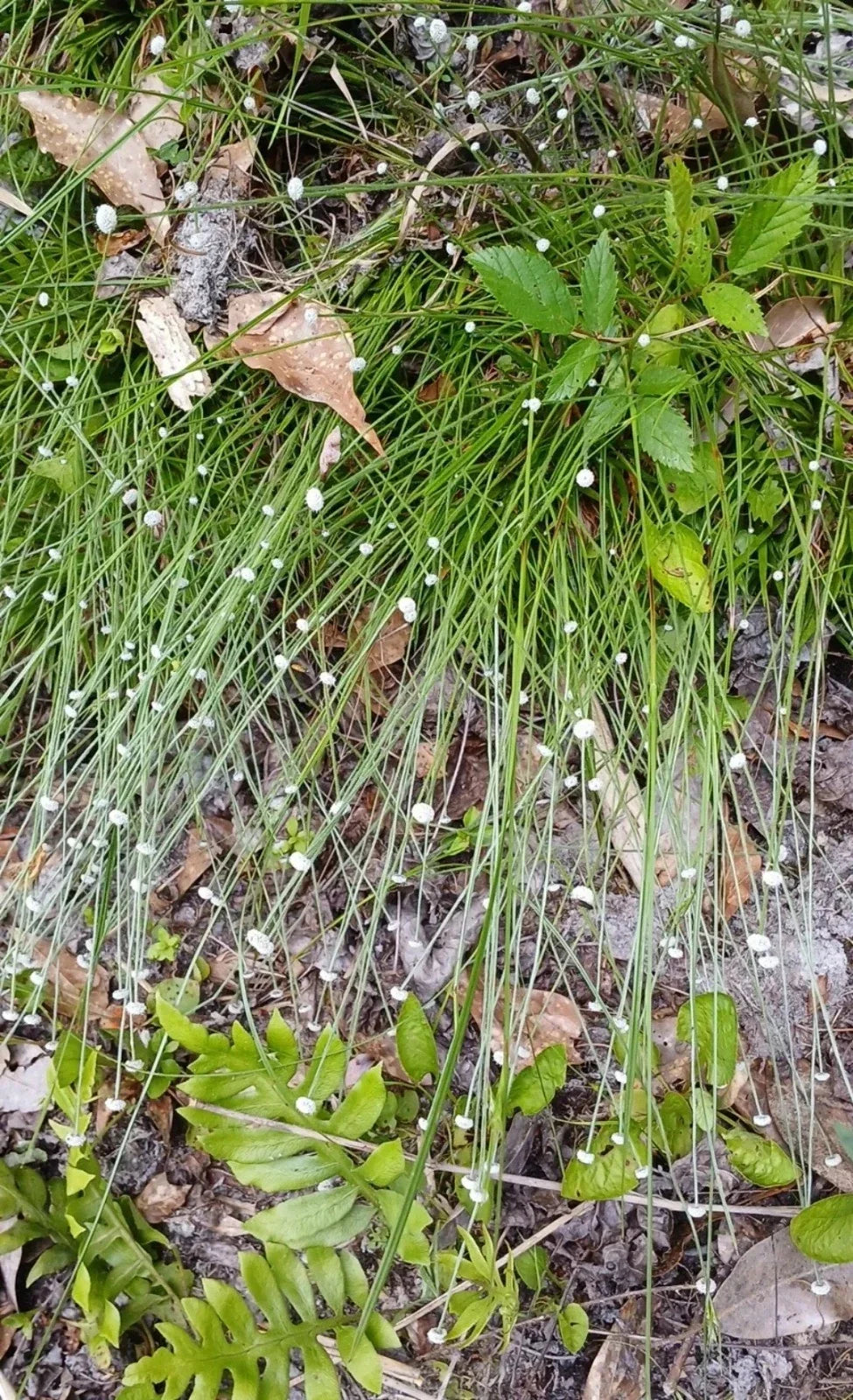 Pipewort Live Plant, Eriocaulon koernickianum, Rare Aquatic Wetland Native USA, White Puffball Blooms