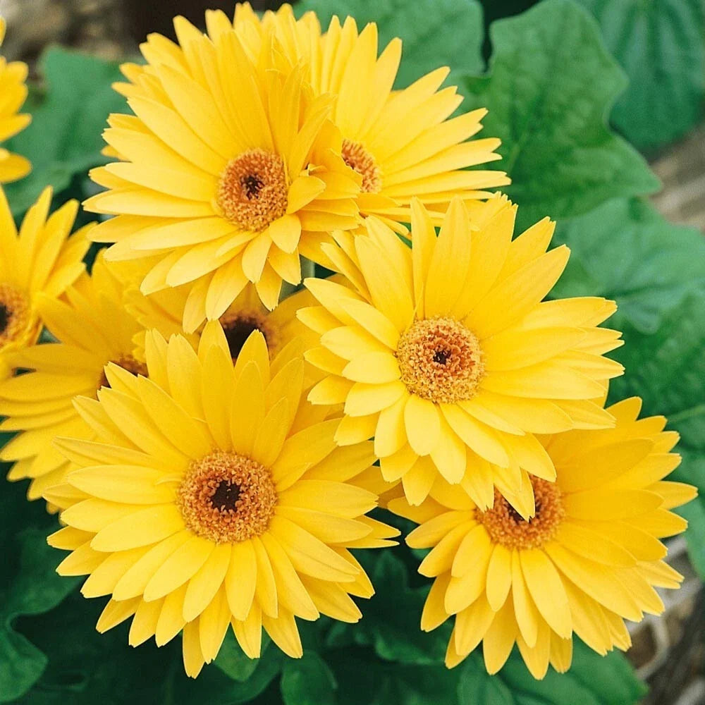 Yellow Gerbera Daisy Seeds - 200+ Pack for Garden Planting, Gerbera jamesonii, Bright Yellow Blooms, Annual, Full Sun to Partial Shade