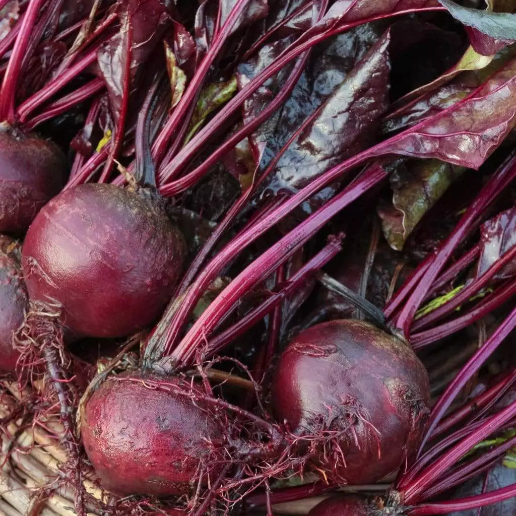 Bull's Blood Beet Seeds - Deep Burgundy Heirloom NON-GMO Beta vulgaris