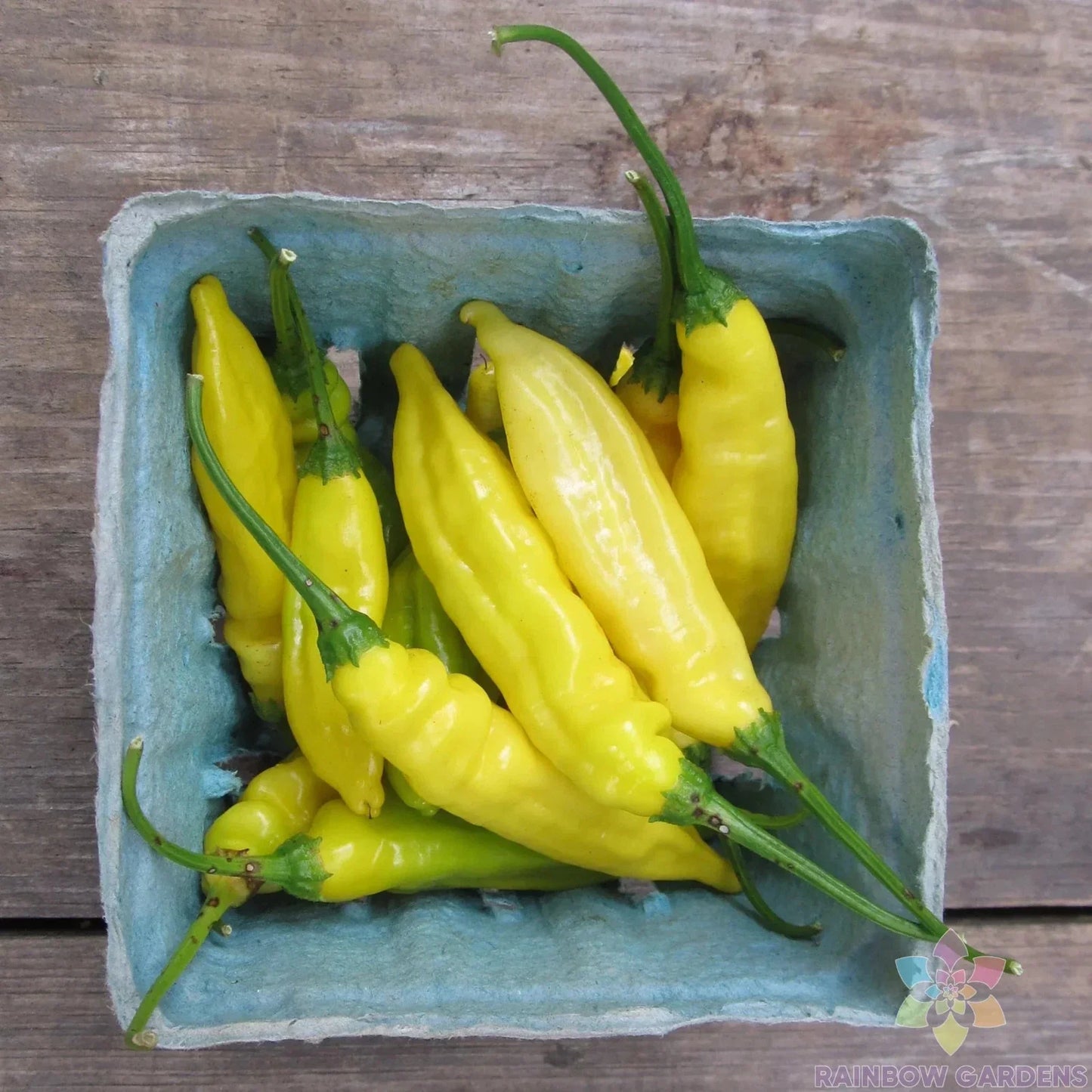 Lemon Drop Hot Pepper Seeds - 25+ Pack, Capsicum baccatum, Spicy Yellow Peppers for Garden & Container Planting