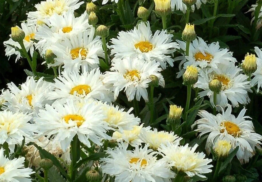 Shasta Daisy Seeds - 'Crazy Daisy' Variety - Leucanthemum x superbum - 20 Pack for Gardens & Pollinator Attracting