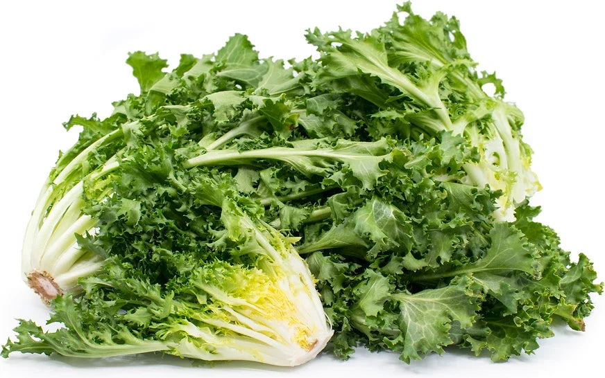 Endive Green Curled Ruffec Seeds – Organic, Non-GMO, Heirloom Salad Greens, Cichorium endivia, Pack of 350
