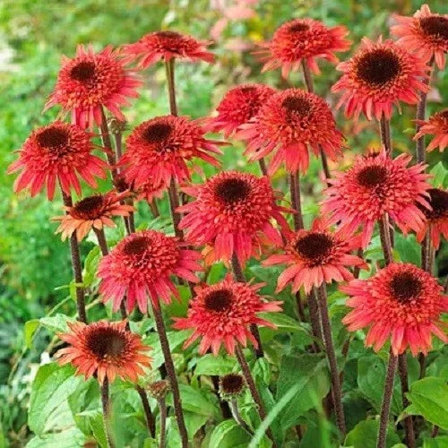 Raspberry Delight Coneflower Seeds | Echinacea purpurea | Perennial Flowers for Garden | Butterfly Attracting, Drought Tolerant, USA Grown