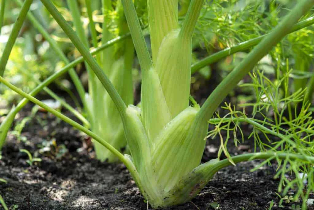 Florence Fennel Seeds - Anise Aroma, Non-GMO Finocchio Variety for Herb Gardens