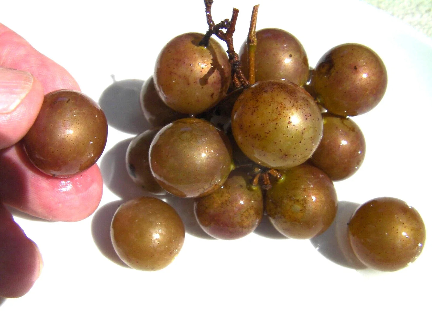 Muscadine Grape Seeds - Bronze Carlos Variety - Vitis rotundifolia - Climbing Vine for Fresh Eating & Wine