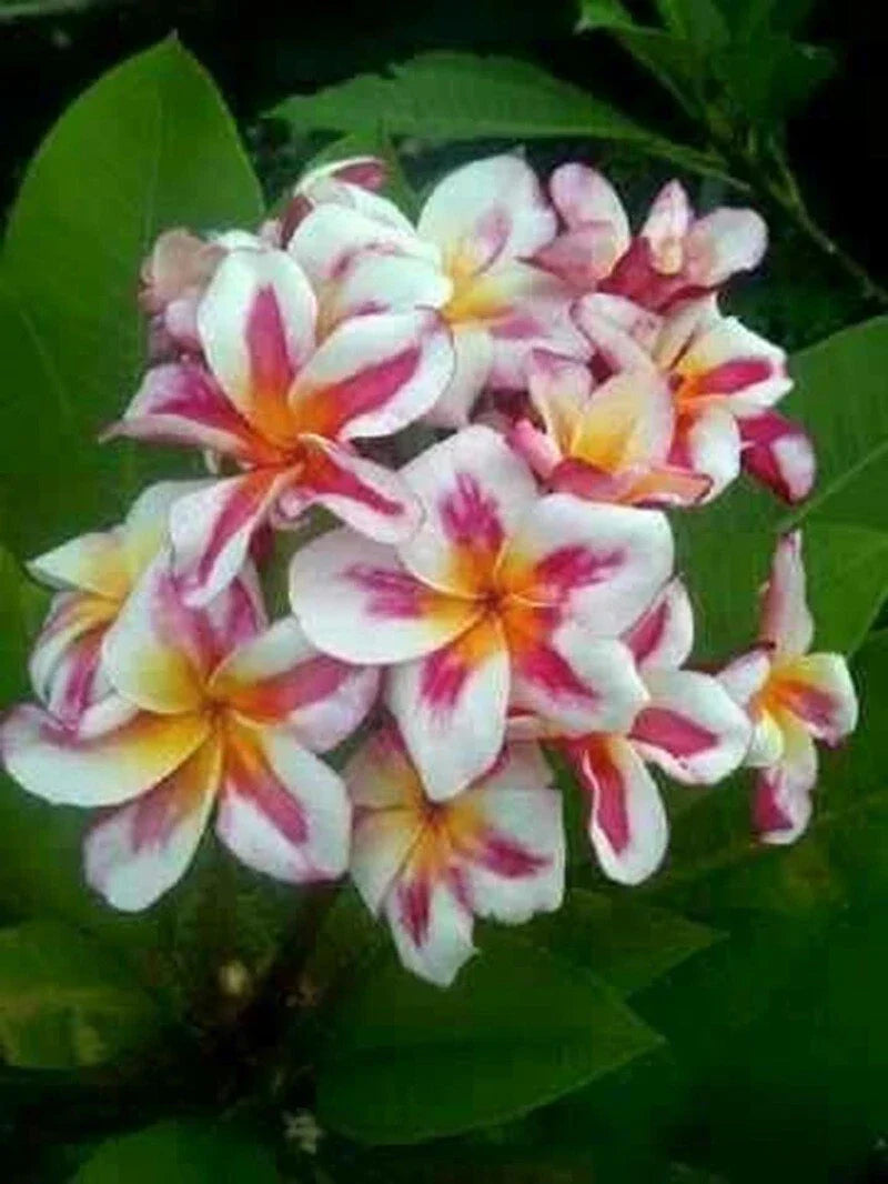 Plumeria Seeds - 5 Pink Yellow White Hawaiian Flower Plants - Perennial Bloom