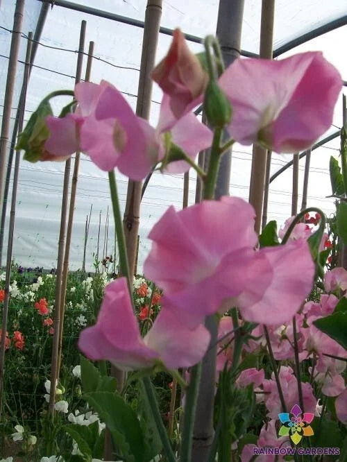 Sweet Pea Seeds - 50+ Pack - Light Pink Solstice Lathyrus odoratus - Climbing Vine, Fragrant Flowers, Garden Bed, USA Free Shipping