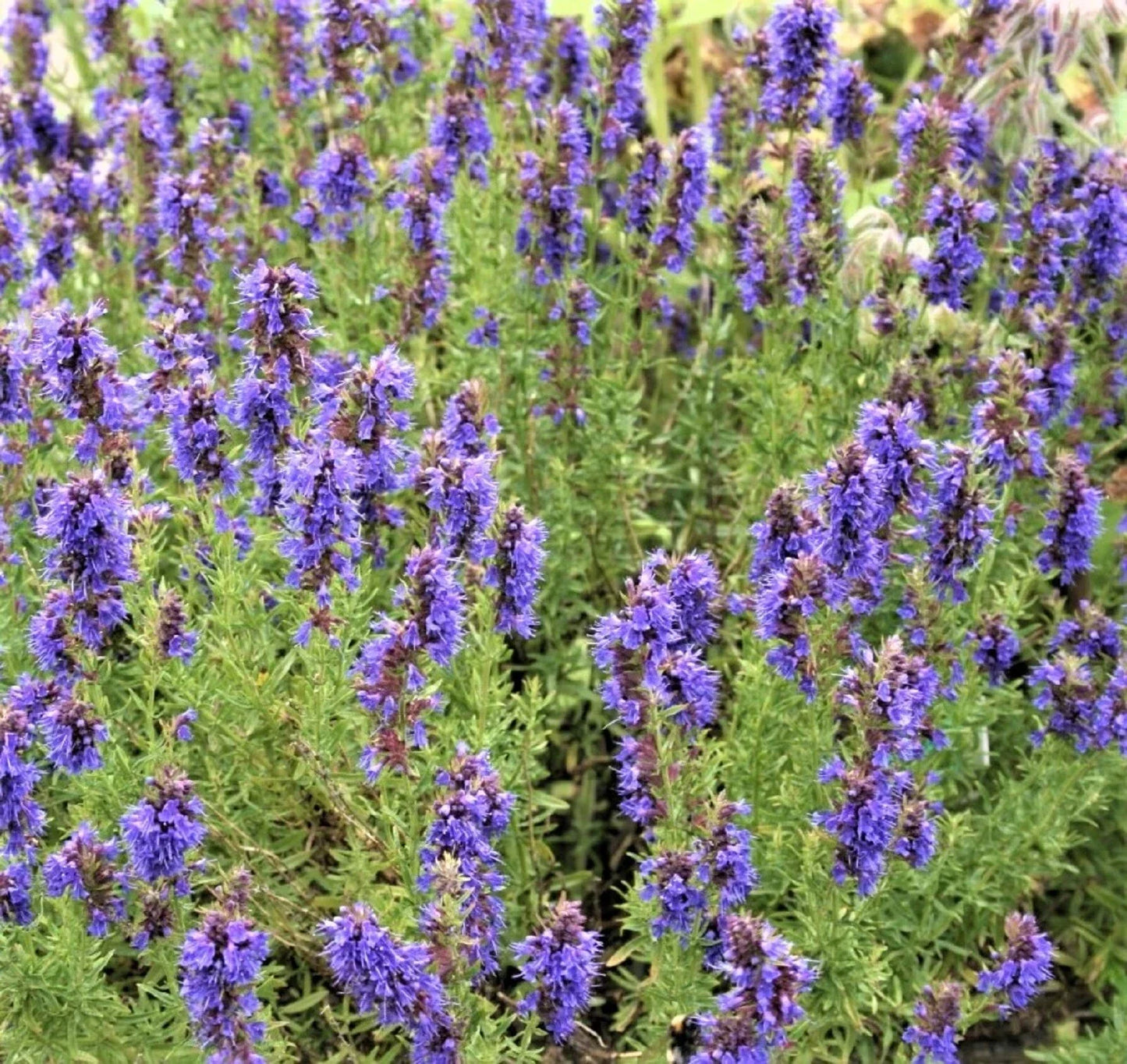 Hyssop Seeds Non-GMO - 100+ Seeds - Hyssopus officinalis Herb Garden
