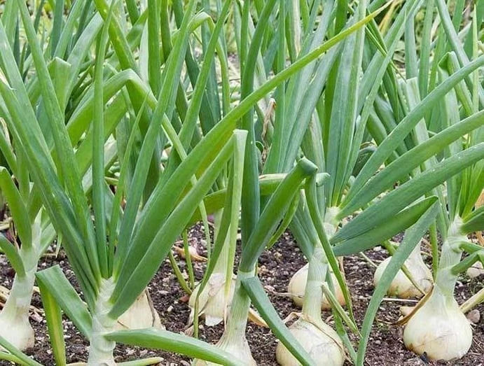 Treated Vidalia Sweet Onion Seeds - Heirloom Non-GMO Allium cepa Vegetable Gardening Seeds