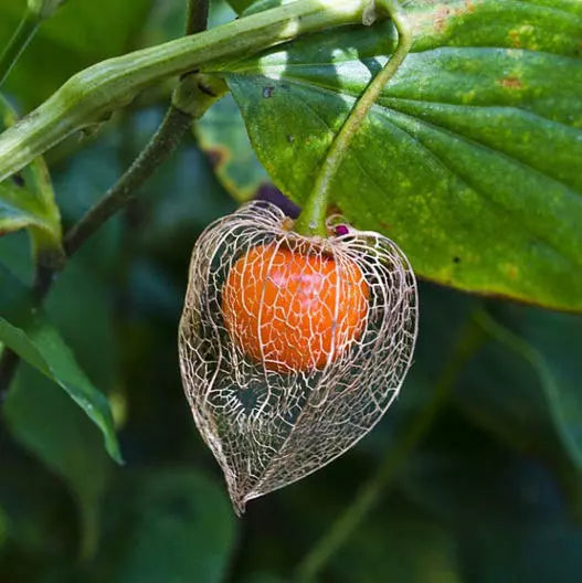 Chinese Lantern Flower Seeds - Orange Dried Cut Flowers for Pollinators - Physalis alkekengi - 200 Seeds