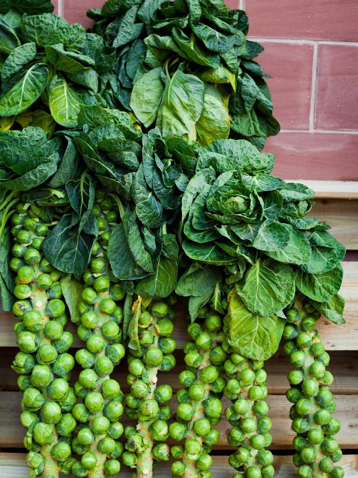 Brussels Sprouts Seeds – Organic Non-GMO Heirloom Long Island Variety, Brassica oleracea, 200+ Seeds