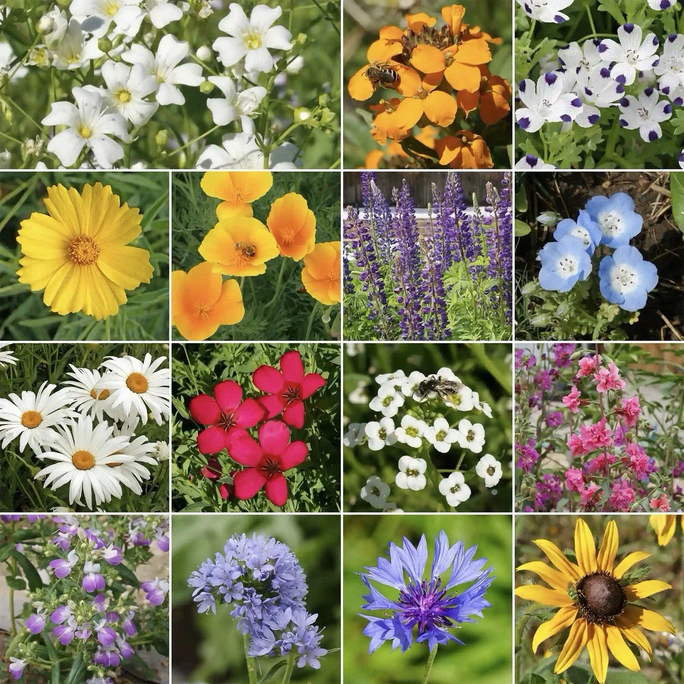 Pacific Northwest Wildflower Seed Mix - 250 Seeds - Native Hummingbird Attracting Wildflowers