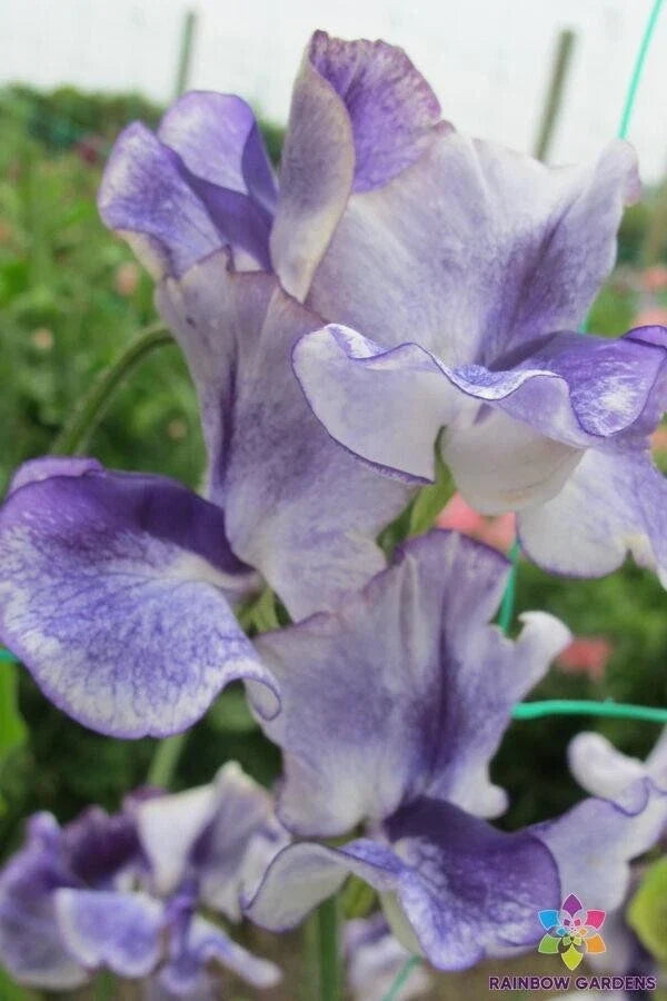 Frances Kate Sweet Pea Seeds, Climbing Vine, Fragrant Pink & Cream, Lathyrus odoratus, Garden Planting, 50 Seeds